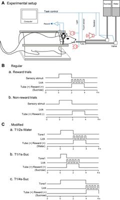Rat Paraventricular Neurons Encode Predictive and Incentive Information of Reward Cues